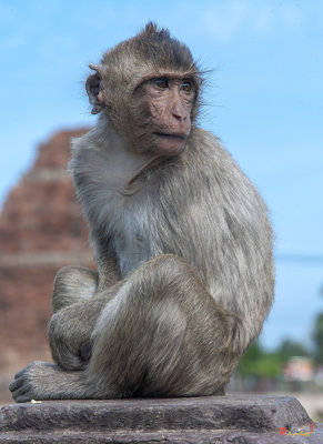 Crab-eating Macaque or Long-tailed Macaque