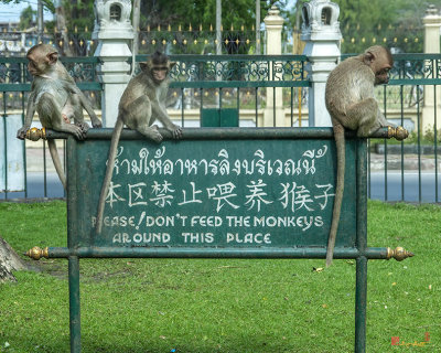 Crab-eating Macaques or Long-tailed Macaques Youngsters Just Ignore the Sign (DTHN0287)