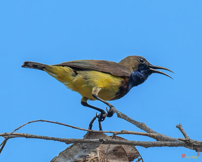 Male Olive-backed Sunbird (Cinnyris jugularis) (DTHN0169)