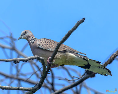 Spotted Dove (Spilopelia chinensis) (DTHN0294)