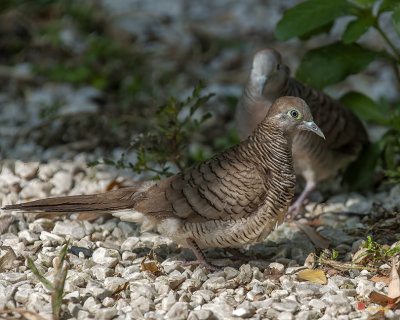 Zebra Doves or Barred Ground Doves (Geopelia striata) (DTHN0296)