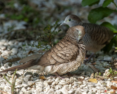 Zebra Dove or Barred Ground Dove Preening (Geopelia striata) (DTHN0297)