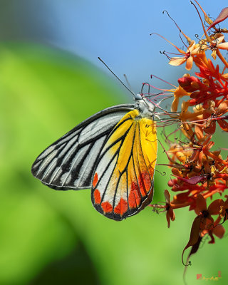 Painted Jezebel Butterfly (Delias hyparete indica) (DTHN0301)