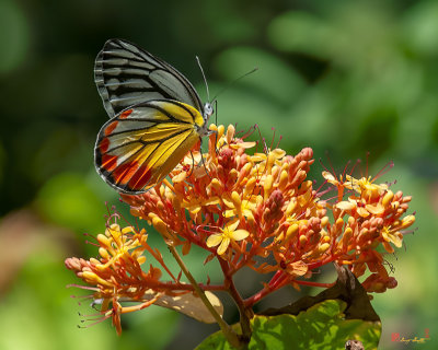 Painted Jezebel Butterfly (Delias hyparete indica) (DTHN0302)