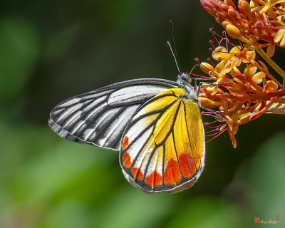 Painted Jezebel Butterfly (Delias hyparete indica) (DTHN0303)