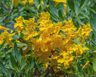 Golden Tree, Golden Trumpet Tree or Tallow Pui (Tabebuia chrysantha) (DTHN0304)