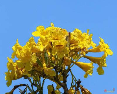 Golden Trumpet Tree (Handroanthus chrysotrichus) (DTHN0307)