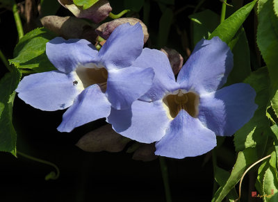 Blue Skyflower, Blue Thunbergia, Blue Trumpetvine, Clockvine or Skyvine (Thunbergia grandiflora) (DTHN0311)
