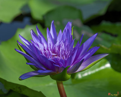 Nymphaea Water Lily, (Nymphaea var.) (DTHN0315)