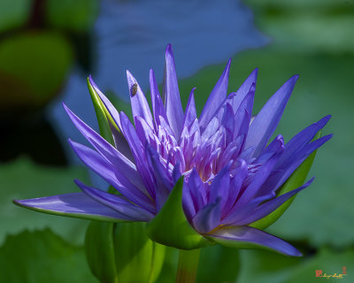 Nymphaea Water Lily, (Nymphaea var.) (DTHN0316)