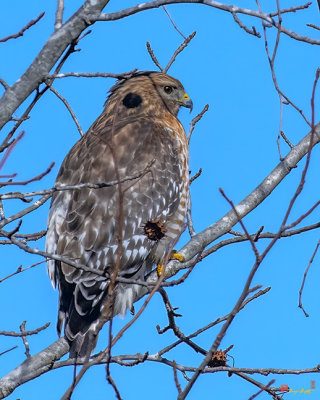 Red-shouldered Hawk (Buteo lineatus) (DRB0278)