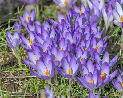 Wild Crocus or Species Crocus or Snow Crocus (Crocus tommasinianus) (DFL1101)