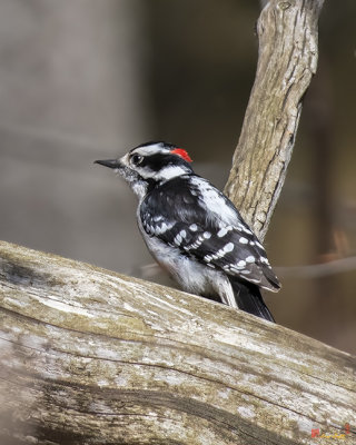 Downy Woodpecker (Picoides pubescens) (DSB0388)
