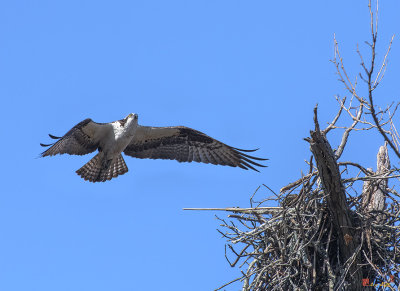 Osprey Approaching Nest (Pandion haliaetus) (DRB0281)