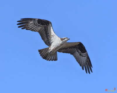 Osprey in Flight (Pandion haliaetus) (DRB0282)