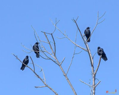 American Crows (Corvus brachyrhynchos) (DSB0390)