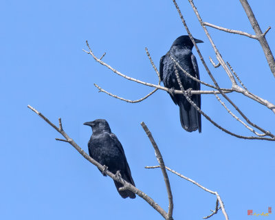 American Crows (Corvus brachyrhynchos) (DSB0391)