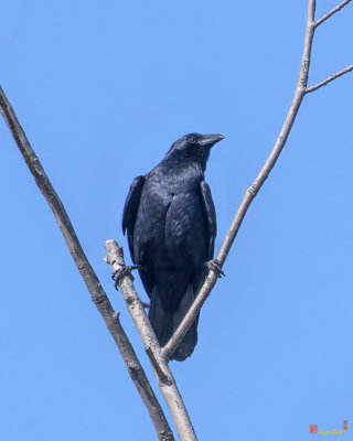 American Crows