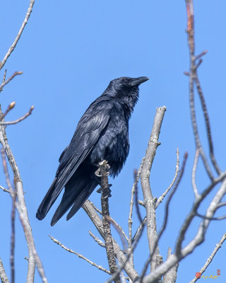 American Crow (Corvus brachyrhynchos) (DSB0393)
