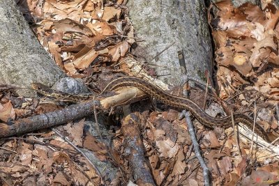 Eastern Garter Snake (Thamnophis sirtalis sirtalis) (DAR045)