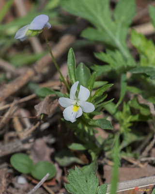 Field Pansy (Viola bicolor) (DFL1130)