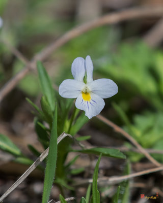 Field Pansy (Viola bicolor) (DFL1131)