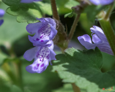 Ground Ivy or Gill-over-the-Ground (Glechoma hederacea) (DFL1133)