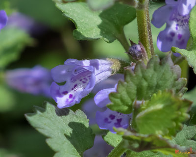 Ground Ivy or Gill-over-the-Ground (Glechoma hederacea) (DFL1134)