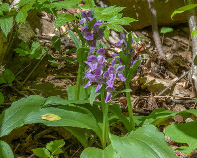 Showy Orchis (Galearis spectabilis or Orchis spectabilis) (DSPF0255)