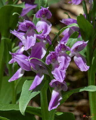 Showy Orchis (Galearis spectabilis or Orchis spectabilis) (DSPF0254)