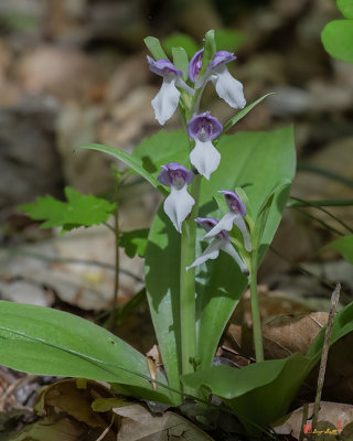 Showy Orchis (Galearis spectabilis) (DFL1136)