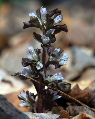 Virginia Pennywort (Obolaria virginica)