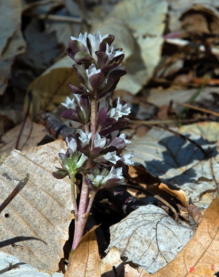 Pennywort (DSPF0135)