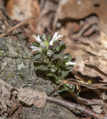 Pennywort (Obolaria virginica) (DSPF0415)