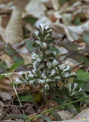 Virginia Pennywort (Obolaria virginica) (DFL1137)