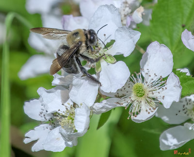 Allegheny Blackberry or Common Blackberry with Visiting Carpenter Bee (Rubus allegheniensis) (DFL1141)