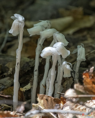 ndian Pipes, Indian Ghost Pipes, Corpse Plant, or One-flower Indian Pipes (Monotropa uniflora) (DFL1152)