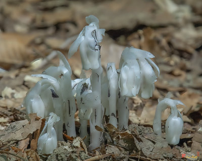Indian Pipes, Indian Ghost Pipes, Corpse Plant, or One-flower Indian Pipes (Monotropa uniflora) (DSMF0144)