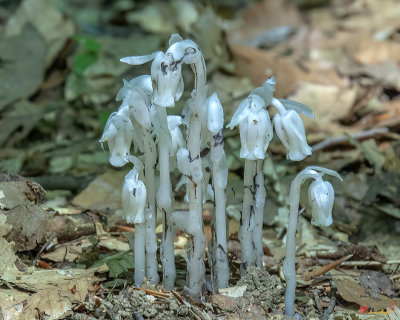 Indian Pipes, Indian Ghost Pipes, Corpse Plant, or One-flower Indian Pipes (Monotropa uniflora) (DSMF0146)