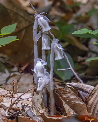 Indian Pipes, Indian Ghost Pipes, Corpse Plant, or One-flower Indian Pipes (Monotropa uniflora) (DSMF0147)
