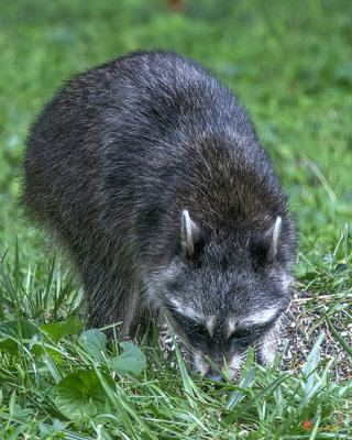 Eastern Raccoon or Common Raccoon (Procyon lotor lotor) (DMAM0051)