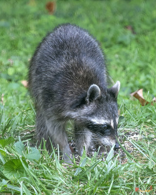 Eastern Raccoon or Common Raccoon