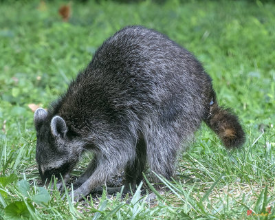 Eastern Raccoon or Common Raccoon (Procyon lotor lotor) (DMAM0053)