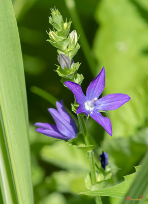 Venus' Looking-glass, Clasping Venus' Looking-glass or Clasping Bellflower (Triodanus perfoliata) (DFL1158)