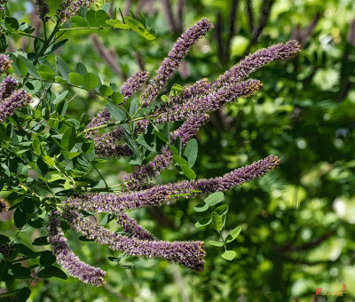 False Indigo Bush (Amorpha fruticosa) (DFL1165)