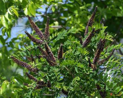 False Indigo Bush (Amorpha fruticosa) (DFL1167)
