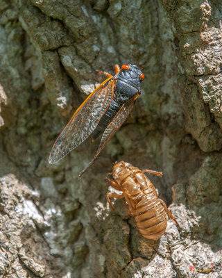 Periodical Cicada (Magicicada septendecula) Brood X precursors (DIN0270)
