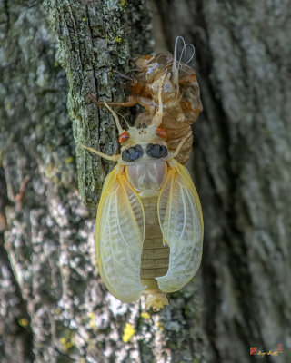 Periodical Cicada Newly Emerged Adult (Magicicada septendecula) (DIN0323)