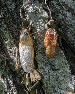 Periodical Cicada Recently Emerged Adult (Magicicada septendecula) (DIN0324)