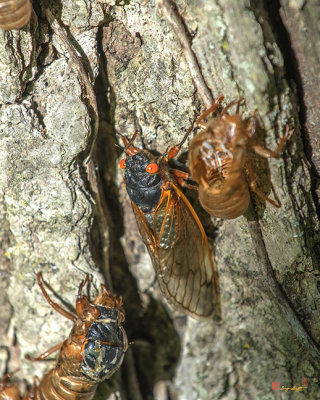 Periodical Cicada Matureed Adult (Magicicada septendecula) (DIN0325)
